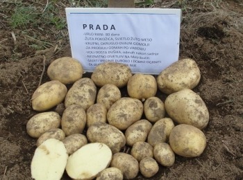 Agrovelebit d.o.o.Dsc02730