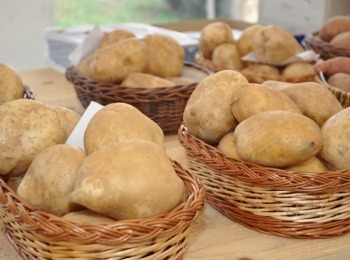 Agrovelebit d.o.o.Odrzan-i.-dan-lickog-krumpira-3