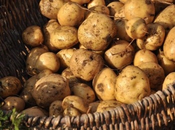 Agrovelebit d.o.o.Cijena-lickog-krumpira-1