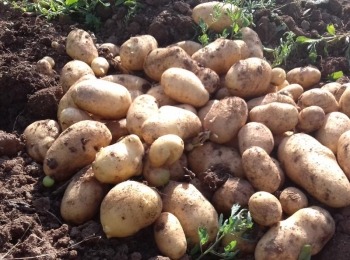 Agrovelebit d.o.o.Cijena-lickog-krumpira-3