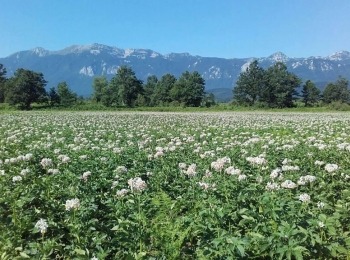 Agrovelebit d.o.o.Cijena-lickog-krumpira-6