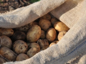 Agrovelebit d.o.o.Licki-krumpir-registriran-na-eu-razini-3