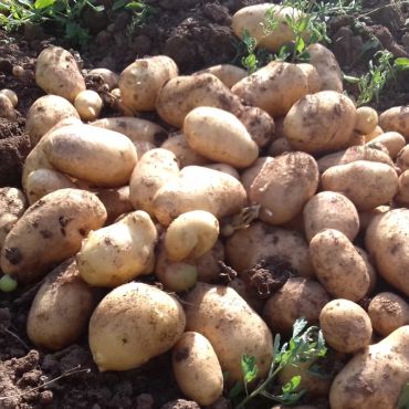 Lički krumpir registriran na EU razini